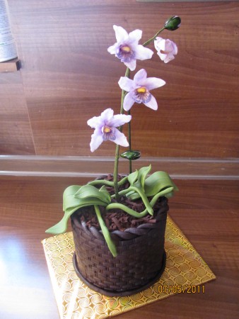 orchidej v květináči 5